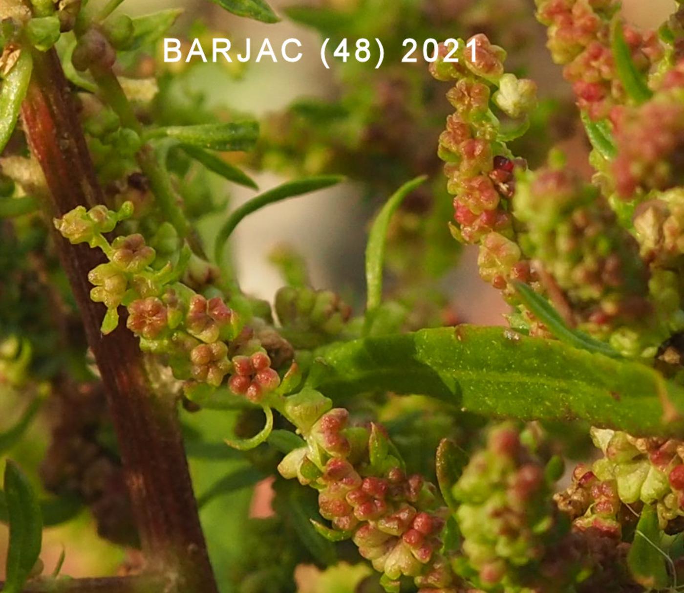 Mexican Tea fruit